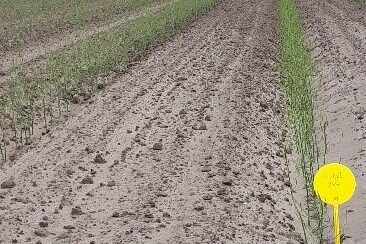 huijbers groei asperges 13mei 2020