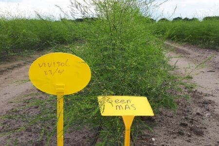15juli 2020 bijeenkomst asperge vivisol