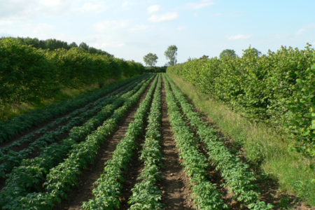 agroforestry piet engeland aardappel hazelnoot (Klein)