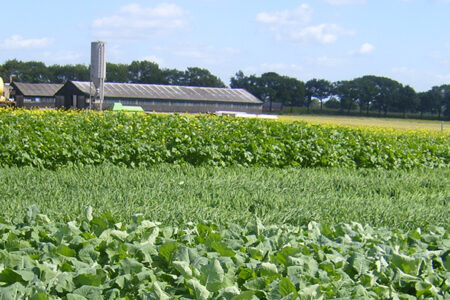 demoveld-2-groenbemesters-header