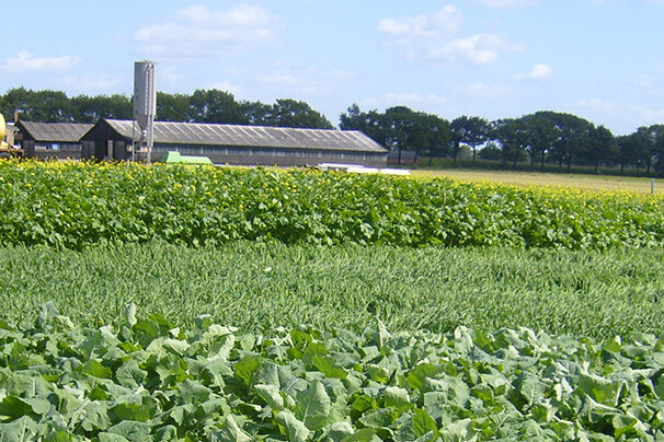 demoveld-2-groenbemesters-header