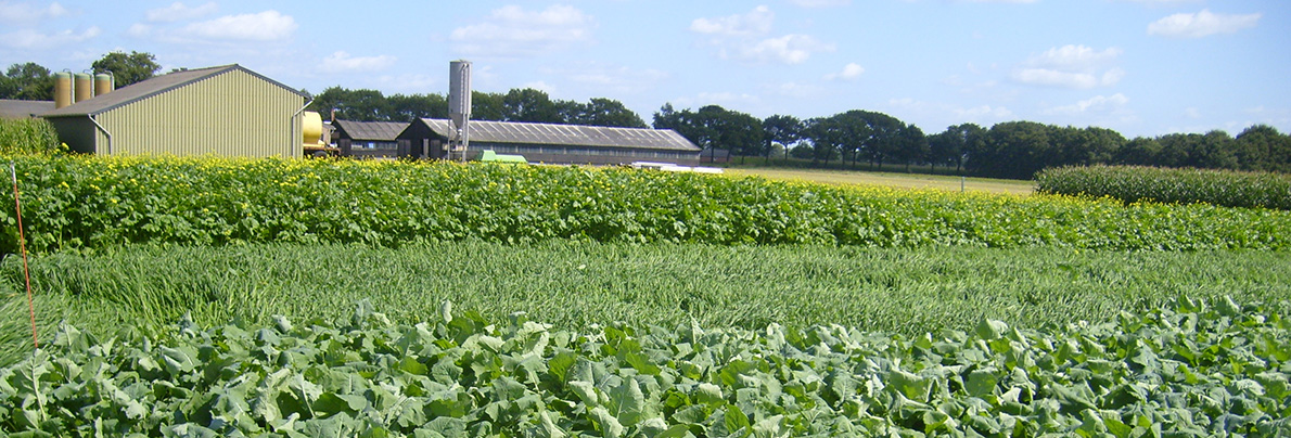 demoveld-2-groenbemesters-header